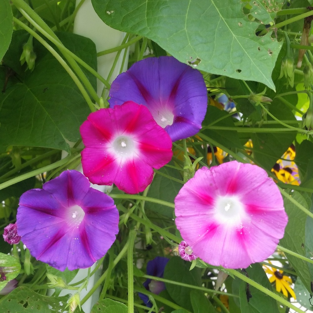 Meet your Posher, Riss - Picture 3 of 7